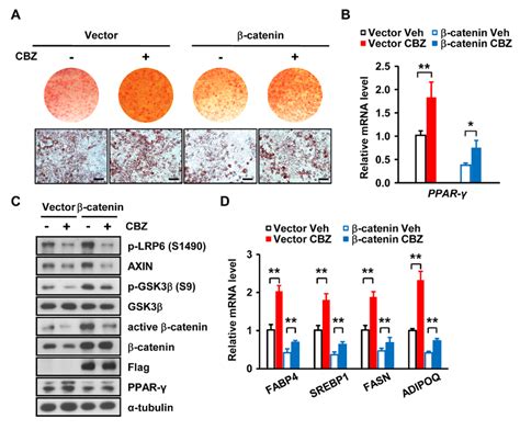 Catenin Overexpression Abolishes The Effect Of Carbamazepine On