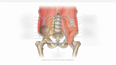 Muscles And Nerves Of Posterior Abdominal Wall Diagram Quizlet