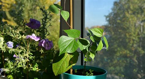 Однолетние лианы, которые сеют на рассаду зимой: кобея, родохитон ...