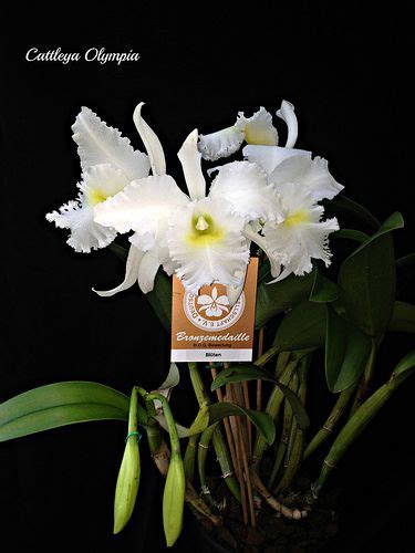 Cattleya Olympia Emmily Cattleya Olympia Plants