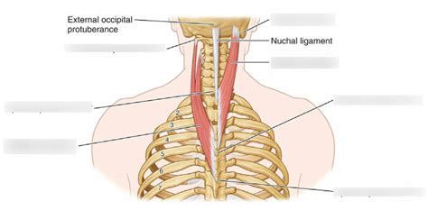 Músculos intrínsecos del dorso Capa superficial Diagram Quizlet