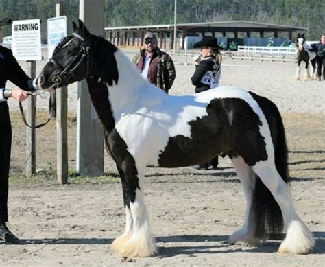 Meet The Miniature Gypsy Vanner A New Horse Breed In The Making