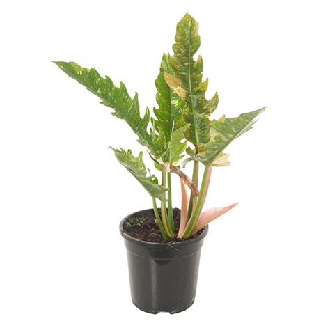 Philodendron narrow ring of fire (Variegata) - P 19 cm kopen? - Plantje.nl