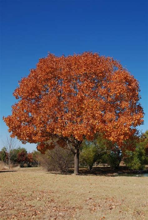 texas ash tree growth rate - Aline Shannon