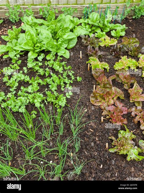 Plantas De Cilantro Creciendo Fotograf As E Im Genes De Alta Resoluci N