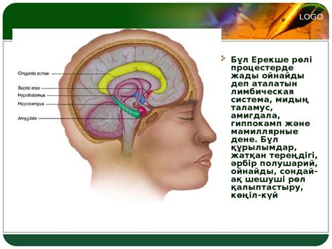 Эмоциялық интеллект психологиясы. Эмоциялар теориялары. Дәріс 6-7 ...