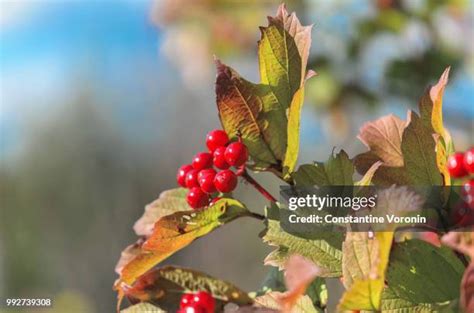 2,363 Voronin Stock Photos, High-Res Pictures, and Images - Getty Images