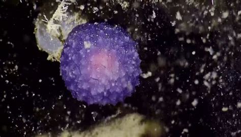 What’s This Weird Purple Orb Doing At The Bottom Of The Ocean? - GOOD