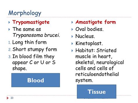 Ppt Trypanosomiasis Powerpoint Presentation Free Download Id4042473