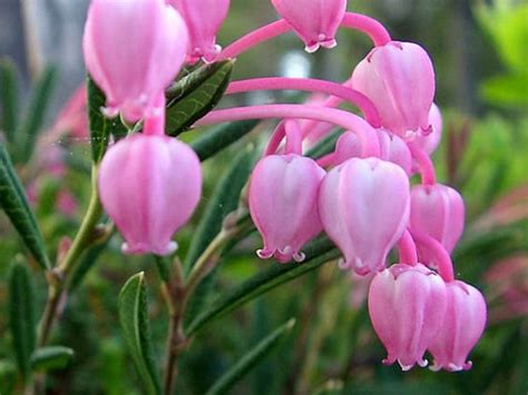 Андромеда Блю Айс (Blue Ice): купить саженцы в Киеве, заказать в ...