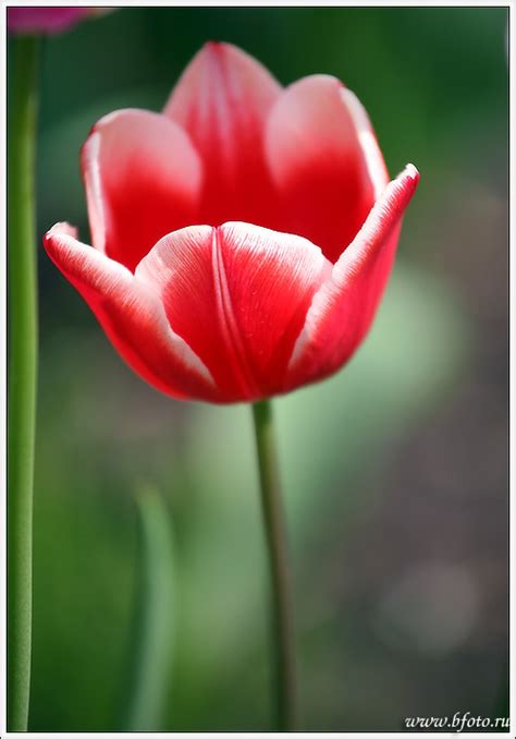 Тюльпан Триумф