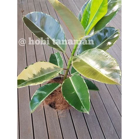 Jual Pohon Karet Kebo Variegata Rubber Plant Shopee Indonesia