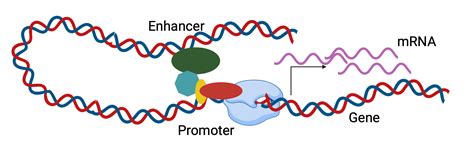 transcriptional activation of gene | BioRender Science Templates
