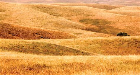 Buffalo Gap National Grassland | Prairie, Badlands, Wildlife | Britannica