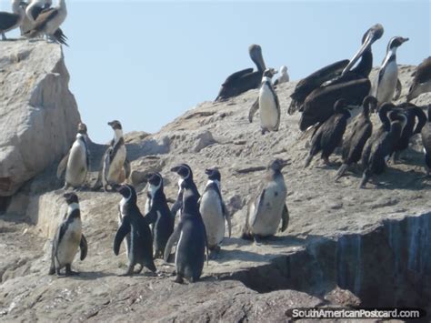 Un Grupo De Pinguinos De Humboldt Humboldt Penguins En Islas Ballestas