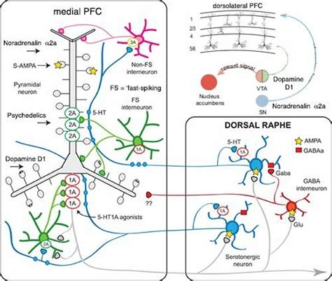 Serotonin Interac Ons In The Mature Brain Between The Dorsal Raphe And