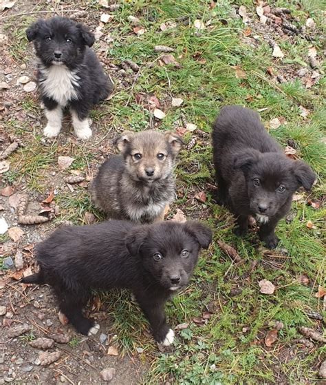 Подарявам малки кученца