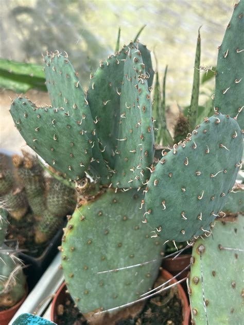 Opuntia Violacea Santa Rita Cactuses Opuntia Kaktusy Sukulenty