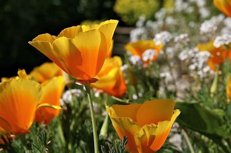 california state flower coloring page  flower site