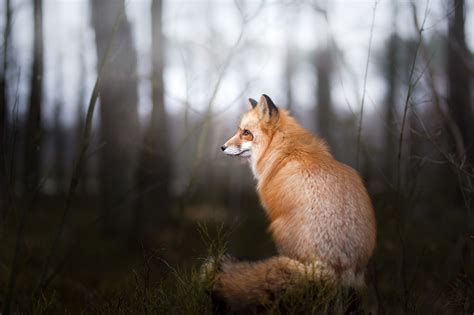 fox, Animals, Wildlife, Nature Wallpapers HD / Desktop and Mobile