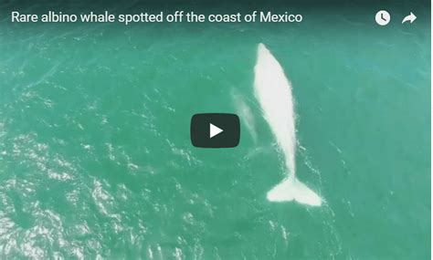 Check Out This Video Of Rare Albino Gray Whale | udopt.co.uk