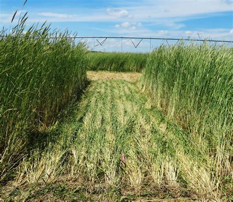 cover crop winter rye 6