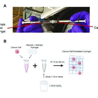 Development Of Crosslinked Alginate Matrigel Hydrogels A Image Of