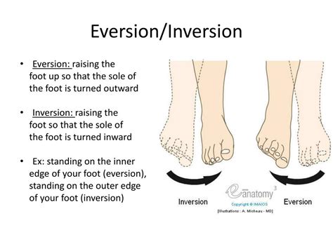 PPT - Terminology PowerPoint Presentation, free download - ID:2205573