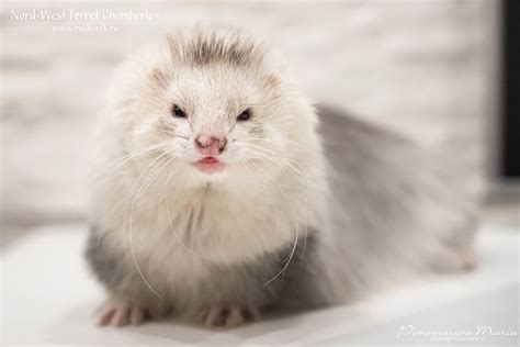 My ferret-gang (living in Saint-Petersburg, Russia) | The Holistic ...