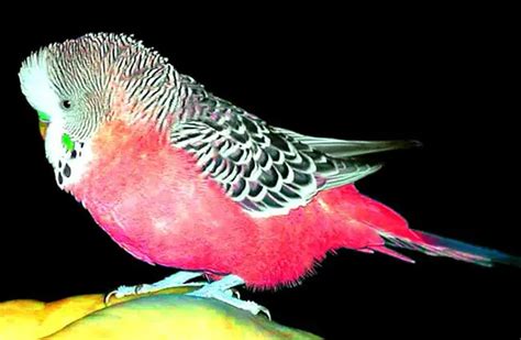 budgie description habitat image diet  interesting facts