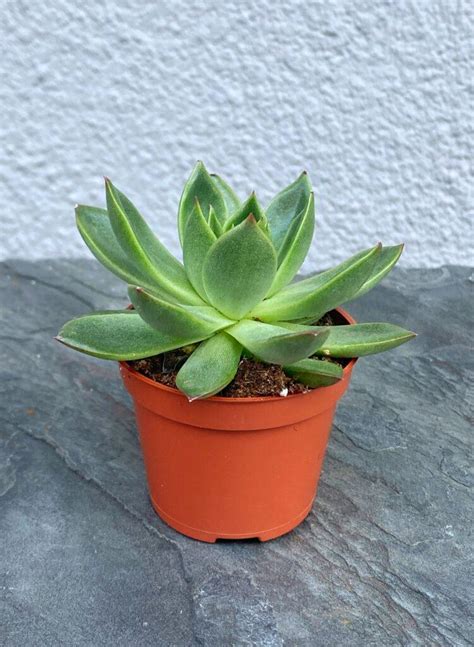 Эхеверия Миранда (Echeveria Miranda Flat) купить, цена в Киеве, Львове ...