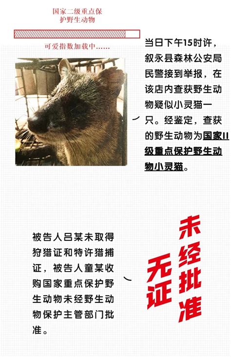 典型案例丨非法猎捕、非法收购国家二级重点保护野生动物小灵猫，两名被告皆获刑澎湃号·政务澎湃新闻 The Paper