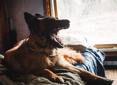 how to stop a dog from barking excessively