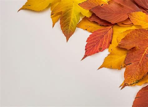 Premium Photo Autumn Leaves On White Background