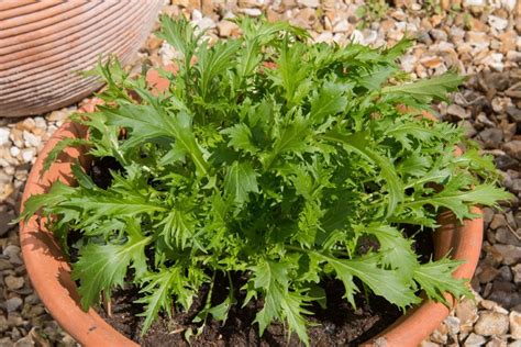 Mizuna: how to get from seed to harvest - Plantura