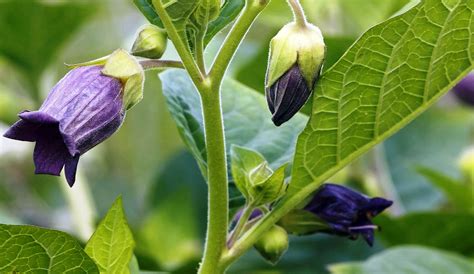 Показания к применению и противопоказания белладонны в гомеопатии