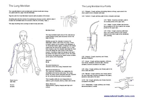 lung meridian   arm thorax
