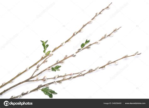 Pussy Willow Twigs White Background Stock Photo Serezniy