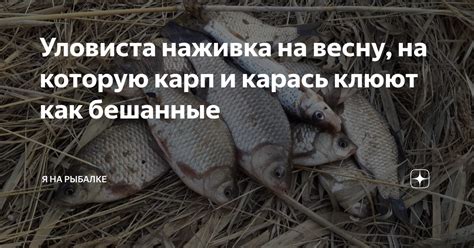 Уловиста наживка на весну, на которую карп и карась клюют как бешанные ...