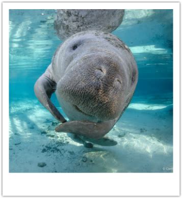 West Indian Manatee - Endangered Species of the SE U.S.