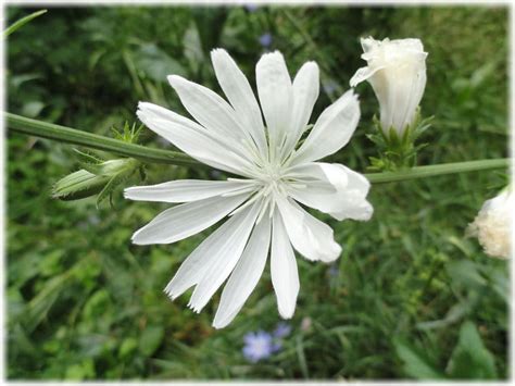 Цикорий: польза и вред, фото, полезные свойства и противопоказания