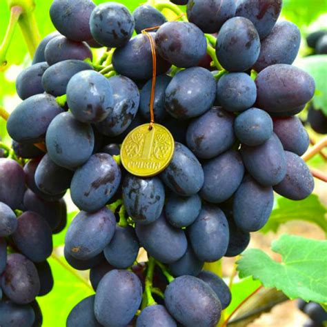 Саженцы винограда - купить с доставкой по Украине, цена в магазине ...