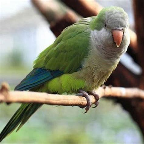 What States Are Monk Parakeets Illegal Diy Seattle