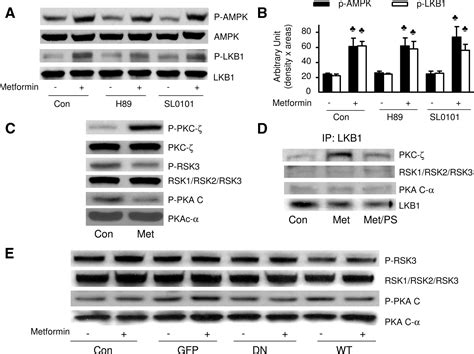 Phosphorylation Of Lkb At Serine By Protein Kinase C Is Required