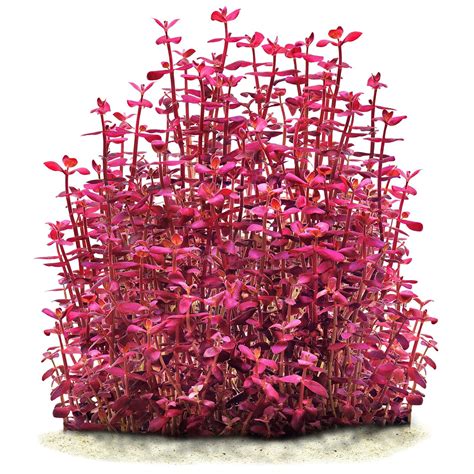 Bacopa Salzmannii Purple Aquasabi Aquascaping Shop