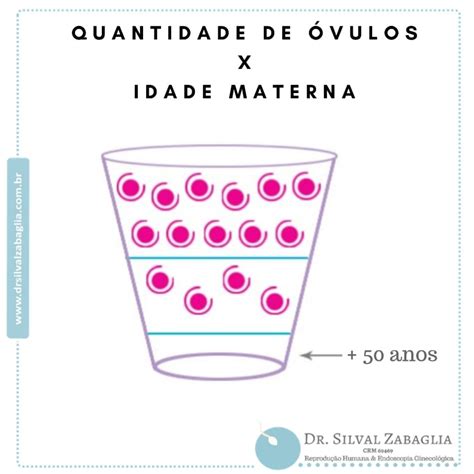 Quantos Óvulos A Mulher Libera Por Mês - Quantos Ovulos Por Mes - FDPLEARN