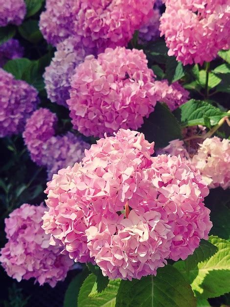 Flores De Color Rosa Hortensia Foto Premium