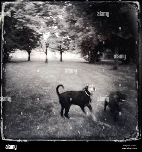 dogs   park stock photo alamy