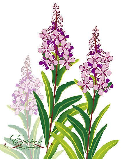 Pink Meadow Flower Fireweed Design By Veera Pfaffli Flower Drawing