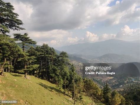 himalayan forest stock  high res pictures  images